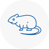 Rat Control Chichester