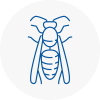 Chichester Wasp Nest Removal